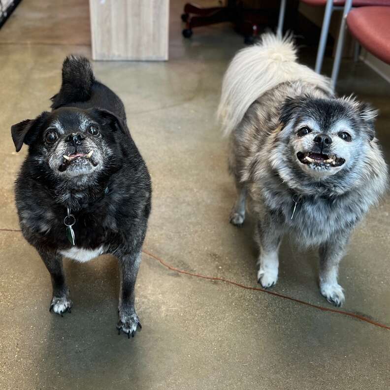 Elderly Pups Dropped At Shelter After Giving Their Family 12 Years Of Love