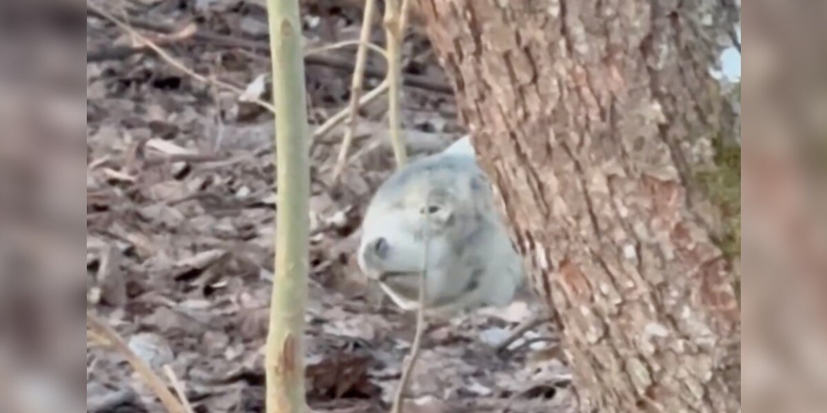 Wildlife Photographer Captures Unforgettable Seal Encounter in Swedish Forest