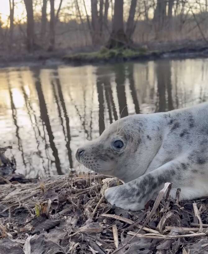 アザラシの旅路