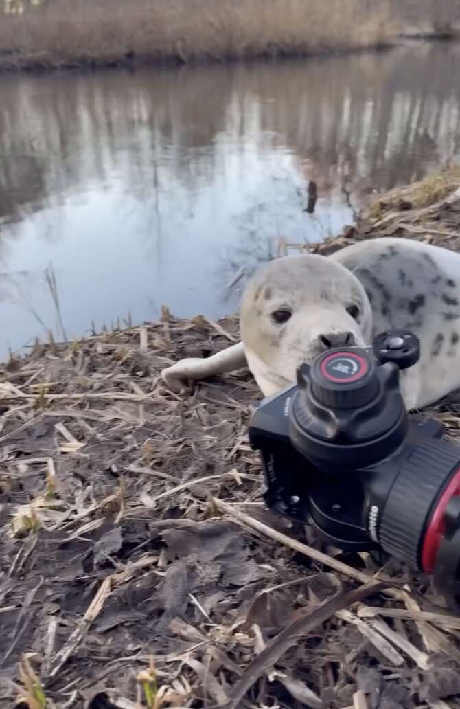 アザラシの冒険