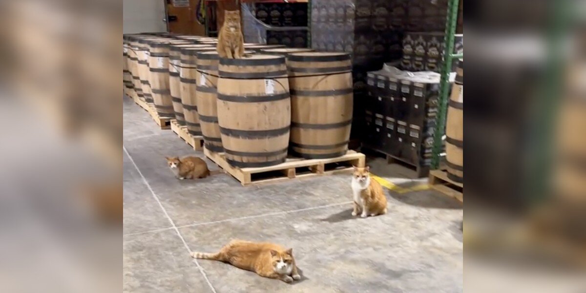 Four Orange Kittens Show Up At A Distillery And Decide They Work