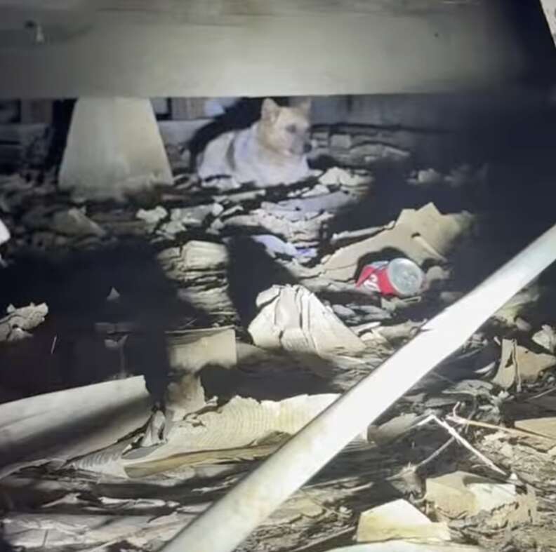 家の下にいる犬