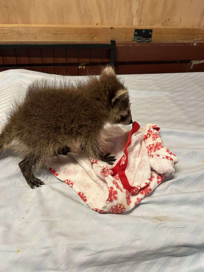 アライグマの赤ちゃん