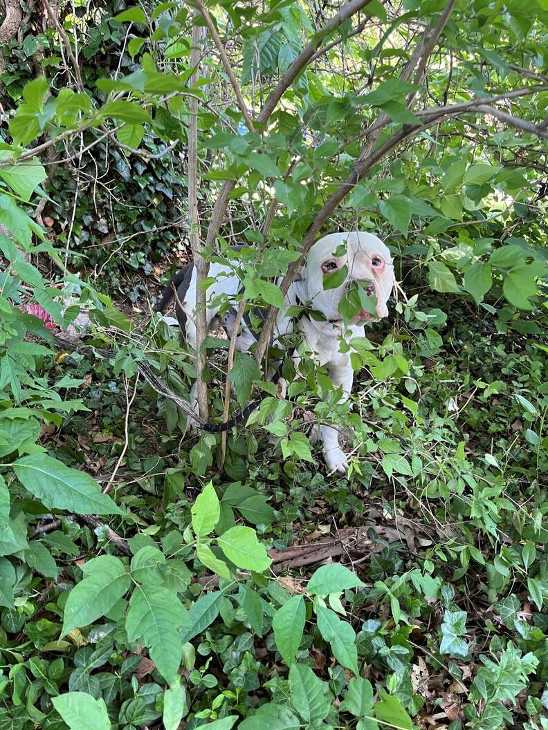 Neighbors See Dog Hiding In A Bush For 3 Days — Then Realize Why He Hasn't Moved