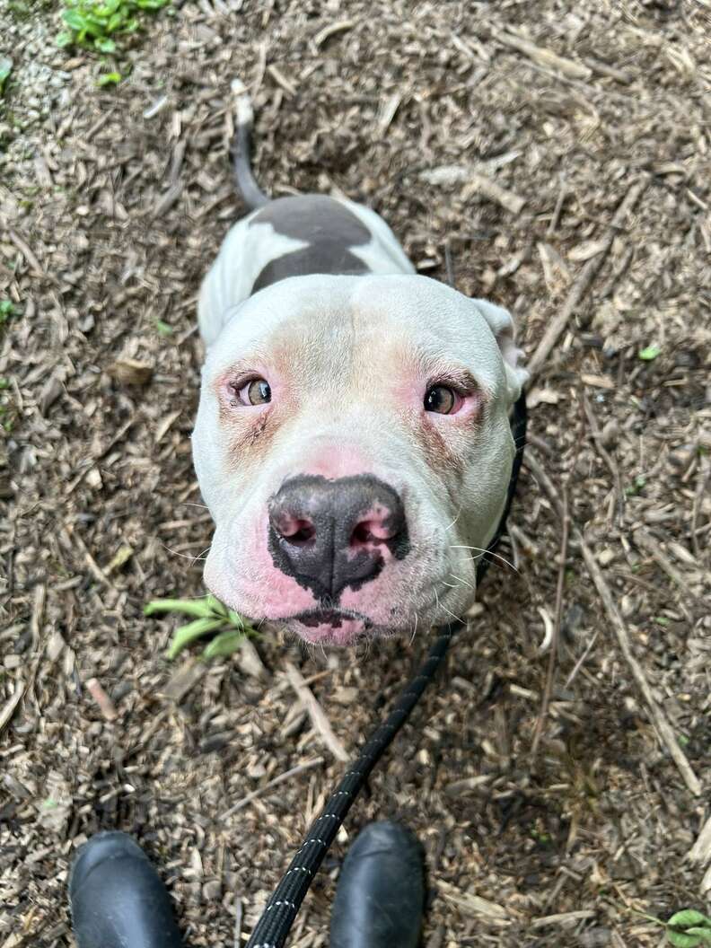 Neighbors See Dog Hiding In A Bush For 3 Days — Then Realize Why He Hasn't Moved