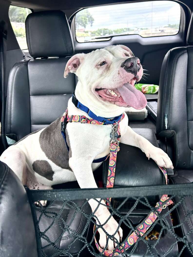 Neighbors See Dog Hiding In A Bush For 3 Days — Then Realize Why He Hasn't Moved