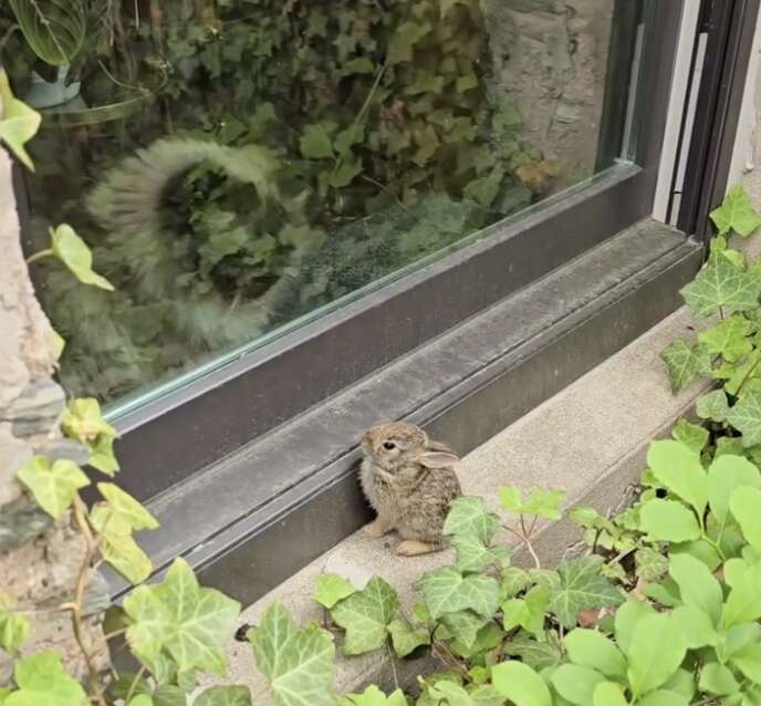 ノンナとウサギ