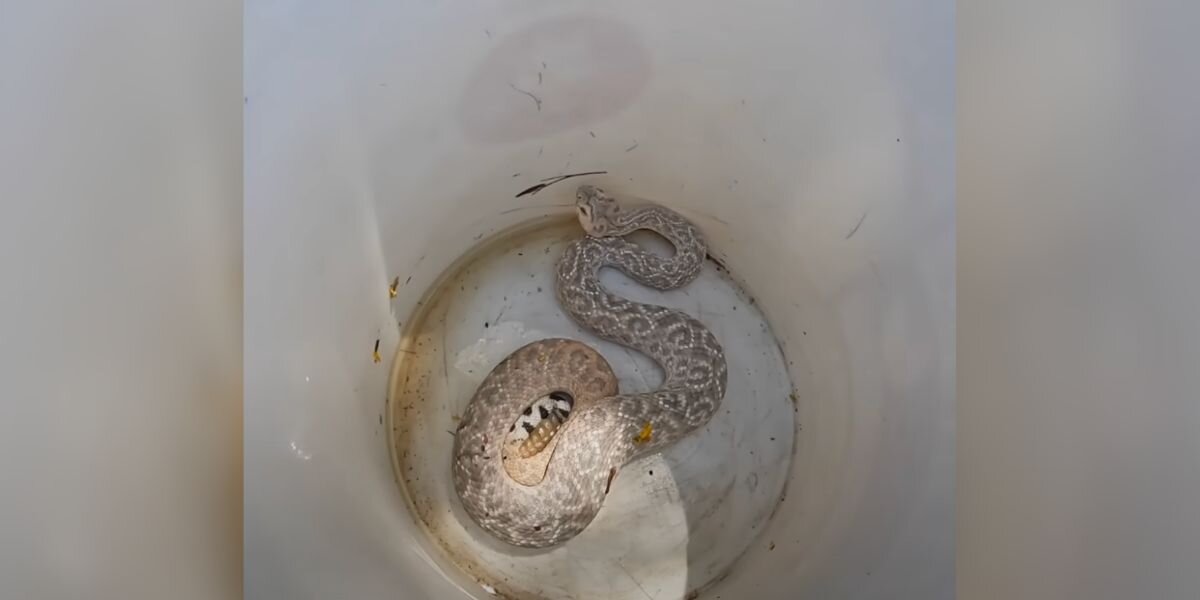 Experts Couldn’t Believe This Snake Existed — And ‘Rushed’ To See Her