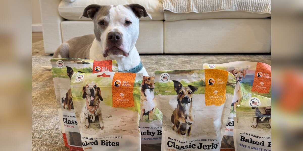 Dodo Dig The Dodo Launches A Line Of Treats Inspired By Our Own Dogs