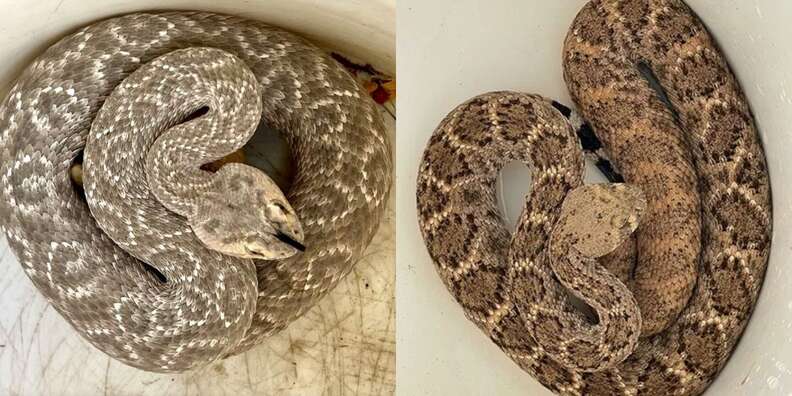two snakes