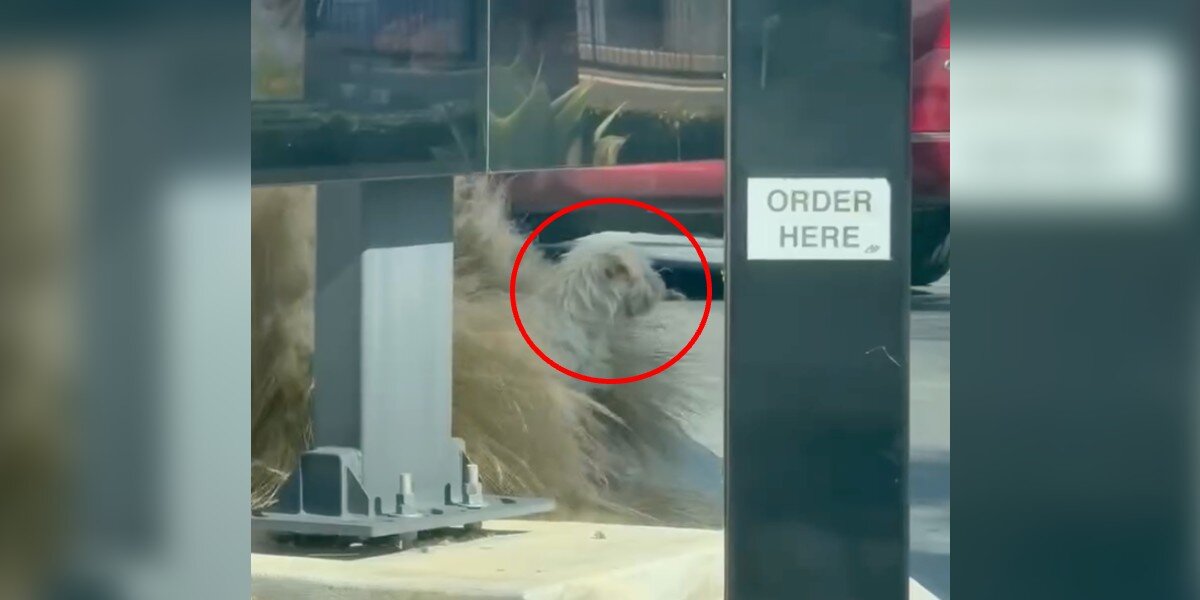 Driver Slams On Brakes After Shaggy Head Appears Under Drive-Thru Window