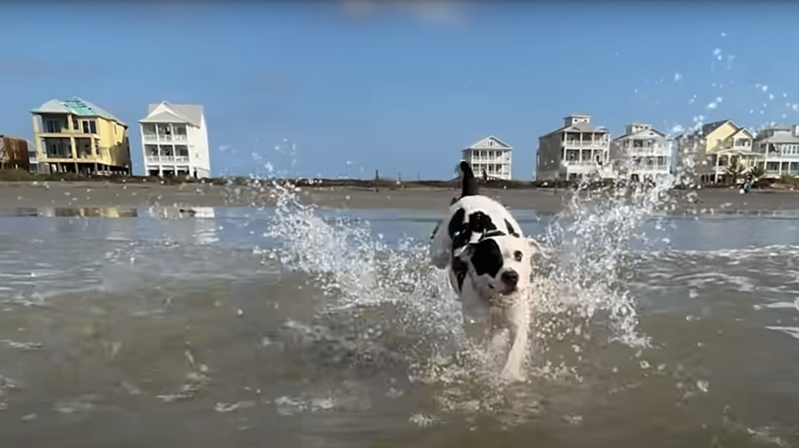 Woman Spots Abandoned Pittie In Freezing Cold — Then Sees She’s ...