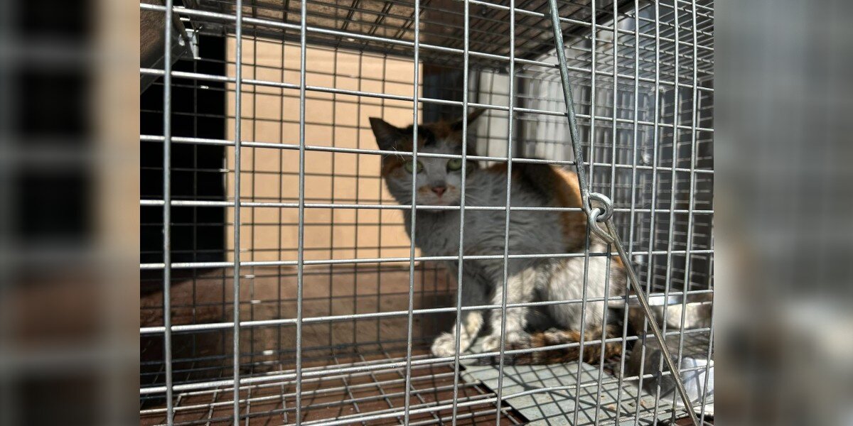 'Tiny Survivor' Startles Employees Unloading A Shipping Container From China