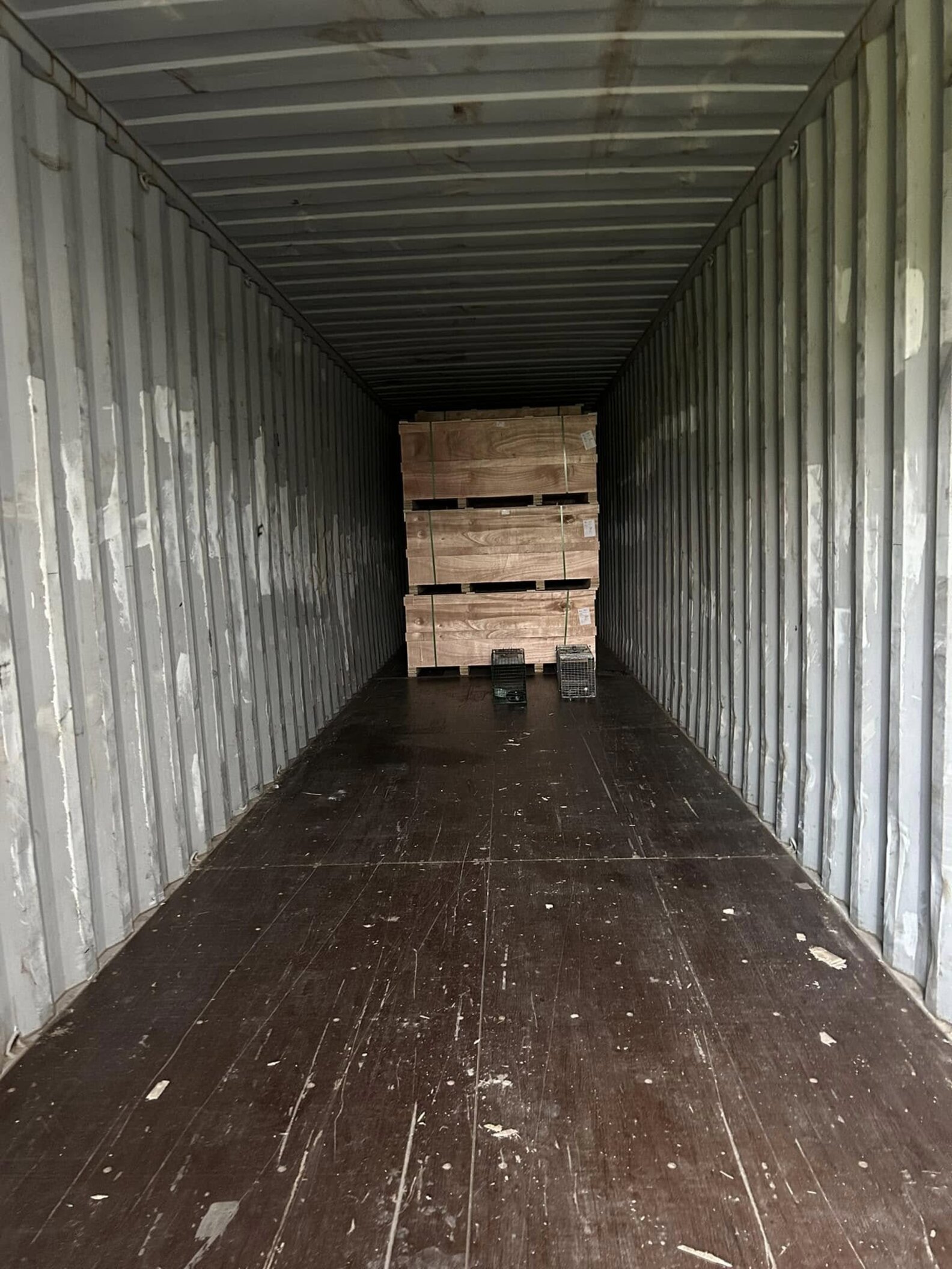'Tiny Survivor' Startles Employees Unloading A Shipping Container From ...