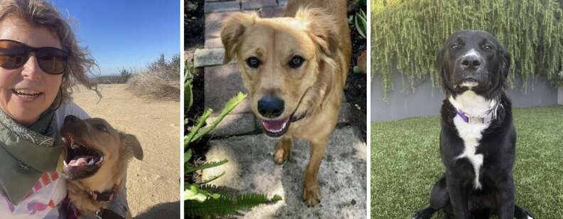 dogs outside