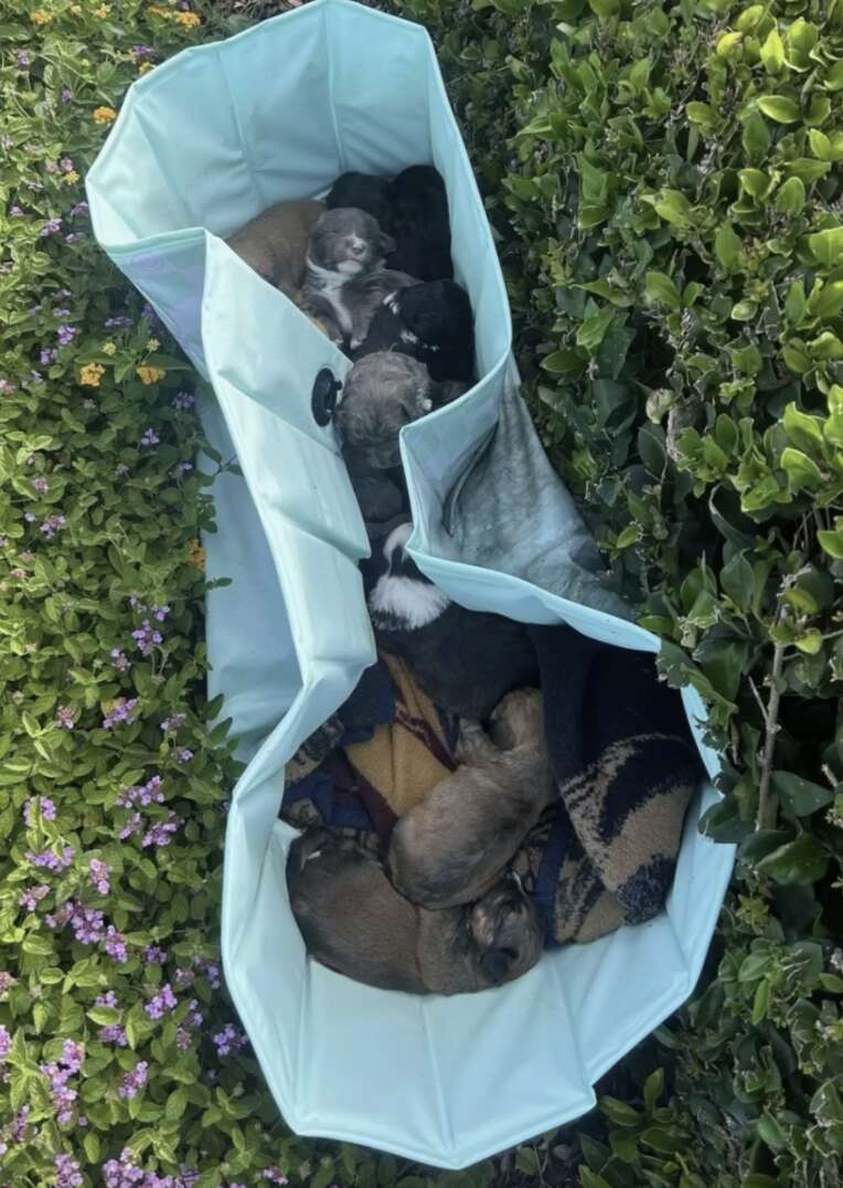 puppies in pool