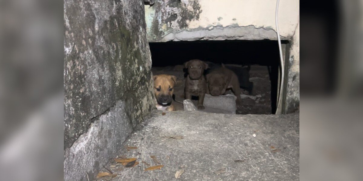 Stray Dog Leads Woman To Crawl Space — And A Pile Of Hidden Babies