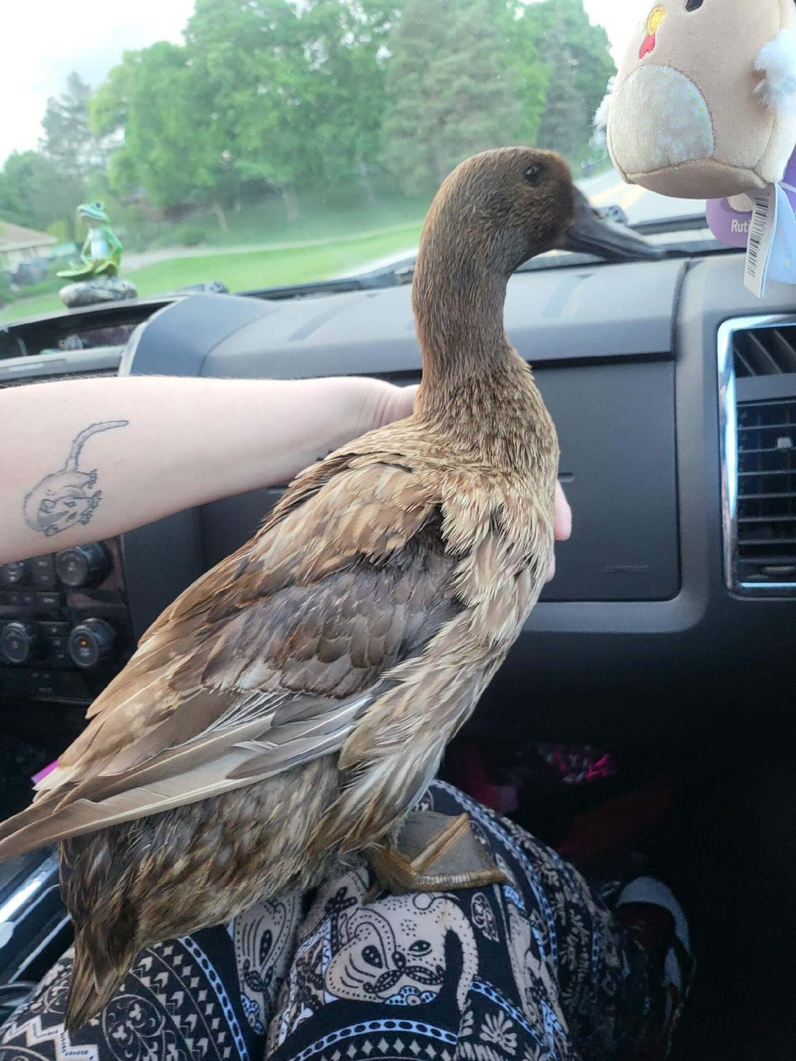 Parkgoers See Two Ducks Swimming Together — Then Realize One Is In ...