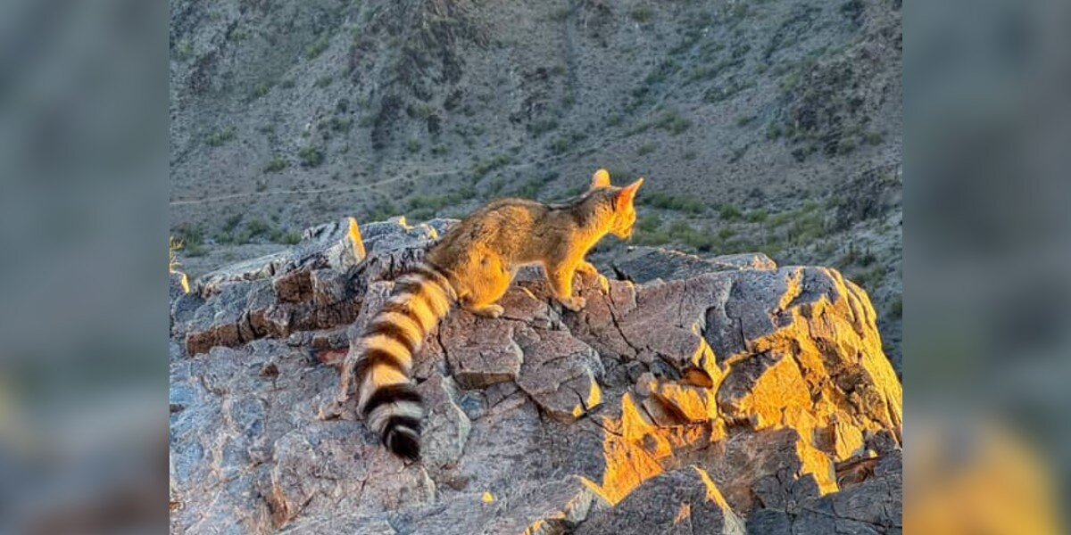 Hiker Holds Breath During Unforgettable Encounter With Rarely-Seen Animal