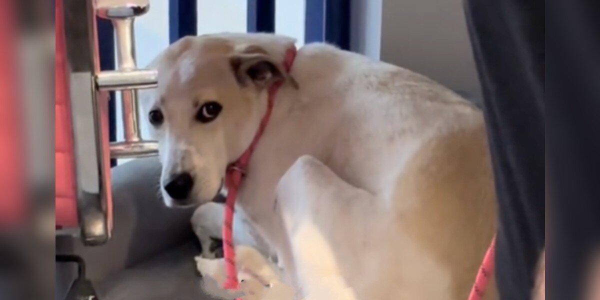 Meet Peanut: The Shelter Dog Waiting For His Forever Home