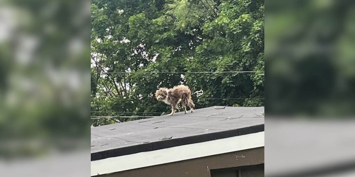 Neighbor Sees Strange Animal On Rooftop — Then Realizes It's A Puppy Asking For Help