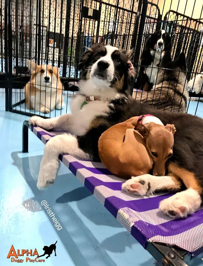 Tiny dog naps on big dog