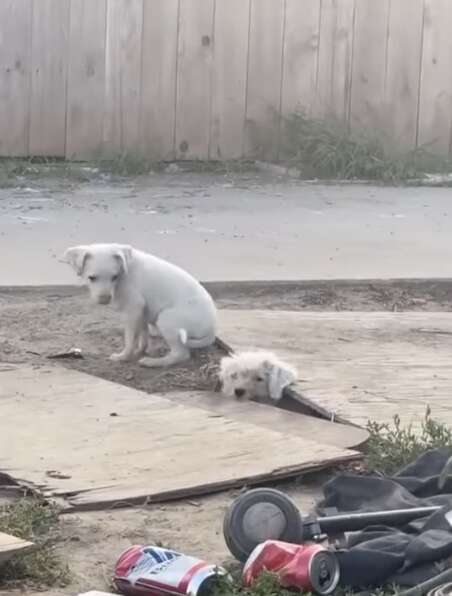 犬たち