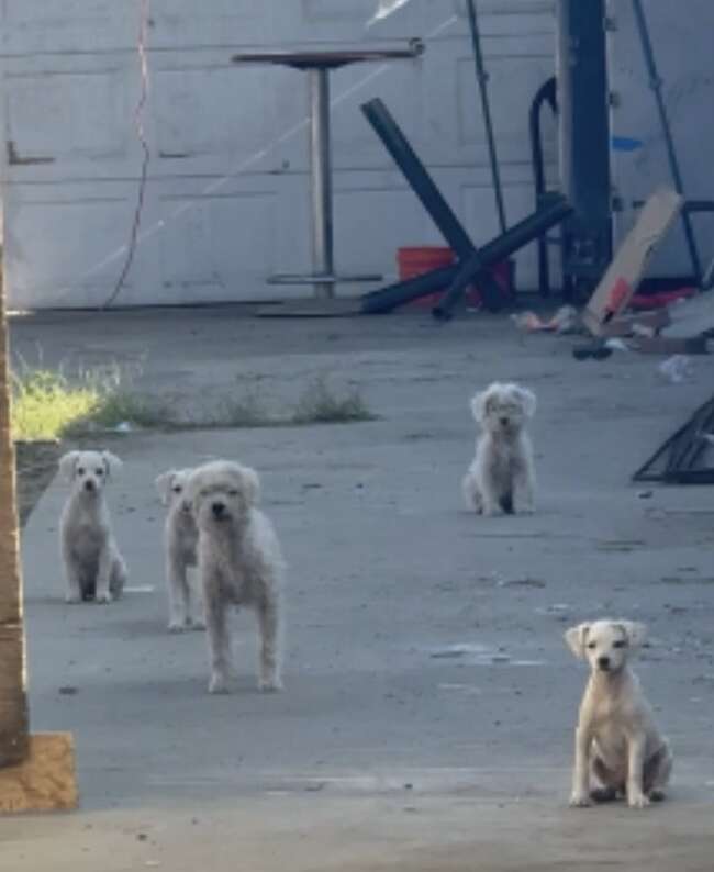 愛らしい犬たち