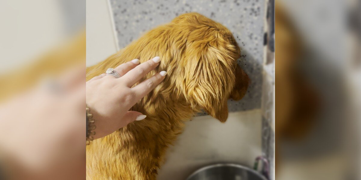 'Broken' Dog Wouldn't Go Outside — Then She Met Her Forever Siblings