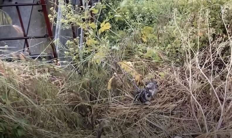 ひょうの後の草むら