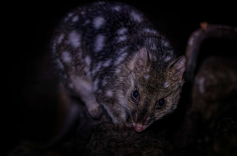 イースタン・クオール