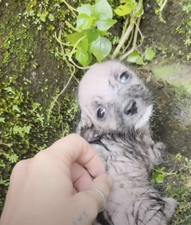 Cold Pup 'Ice Cold' Puppy Left In The Rain Shivered For Hours — Then Everything ...