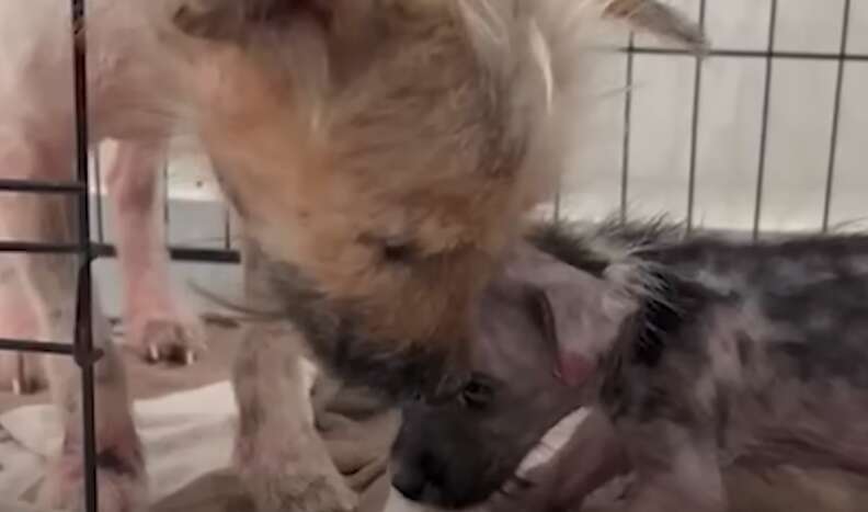 Cold Pup 'Ice Cold' Puppy Left In The Rain Shivered For Hours — Then Everything ...