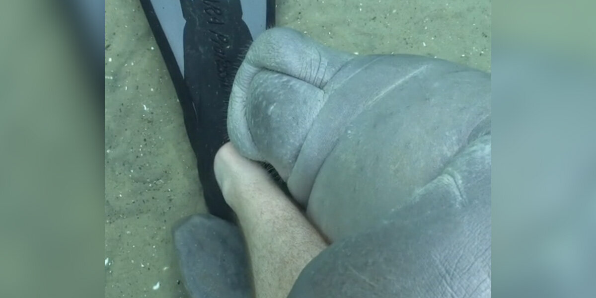 Diver Gushes With Delight After Feeling Someone Latch Onto His Leg