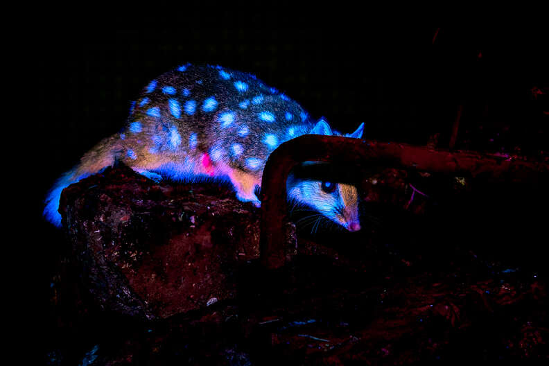 イースタン・クオール