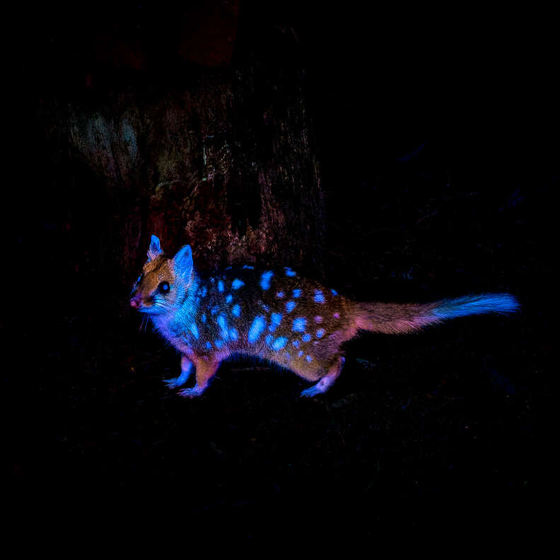 イースタン・クオール