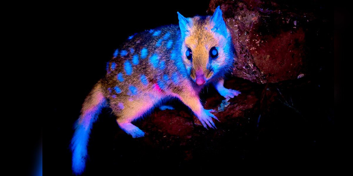 Wildlife Photographer Blown Away By Rare Marsupial's Fur Glowing In The Dark