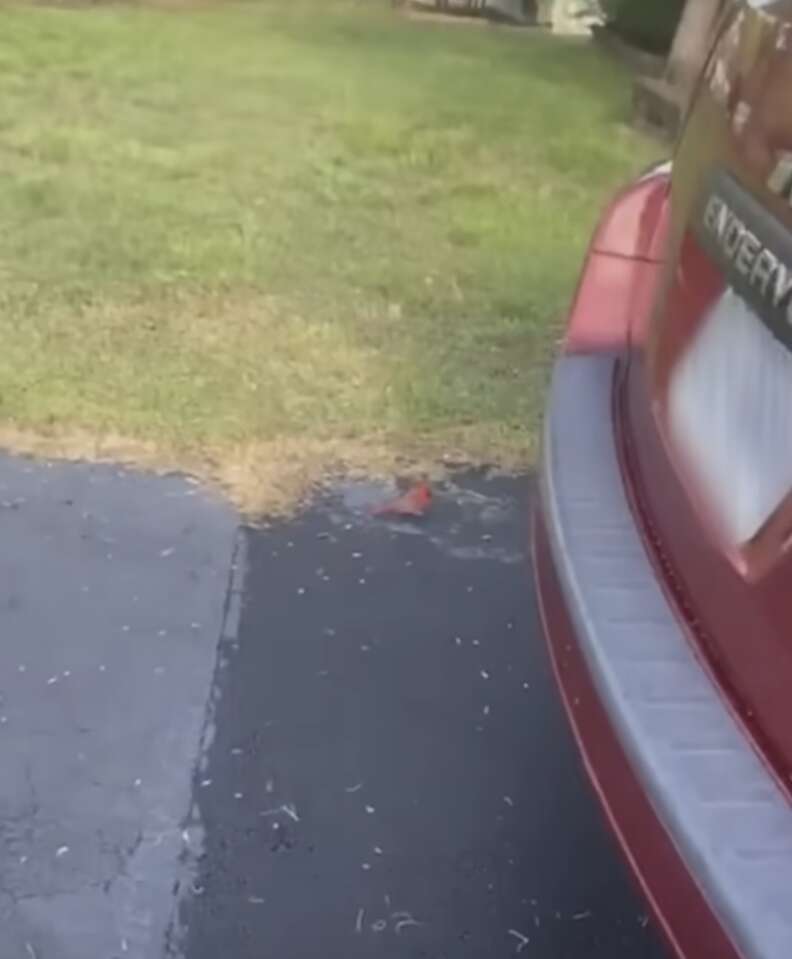 cardinal in driveway