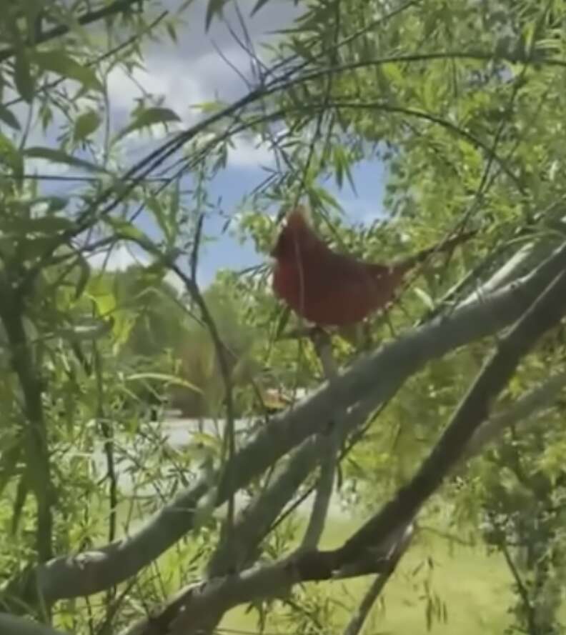 bird in tree
