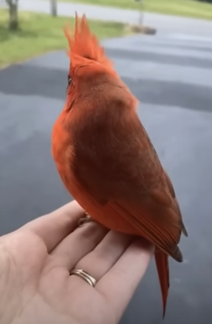 cardinal in hand 