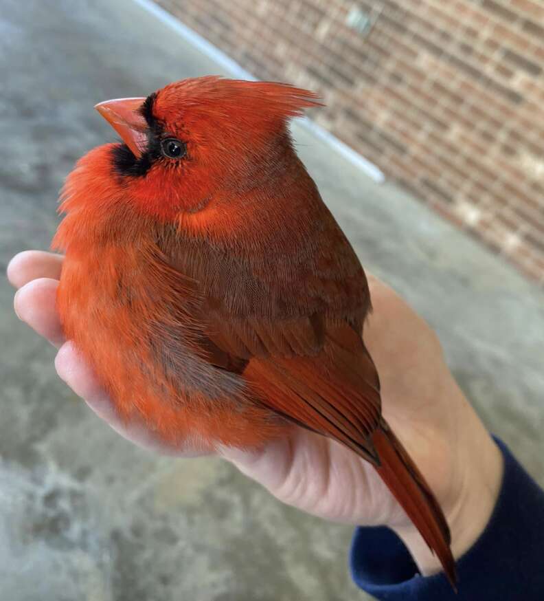 cardinal in hand
