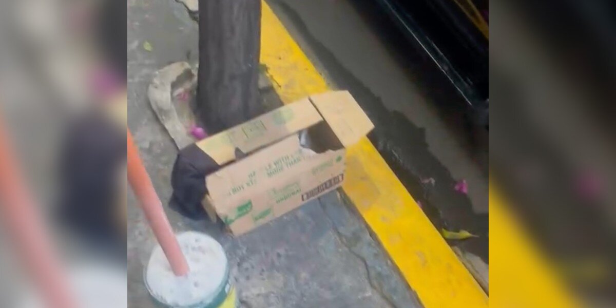 Shop Owner Hears ‘Persistent Cries’ Coming From A Box Outside Her Store