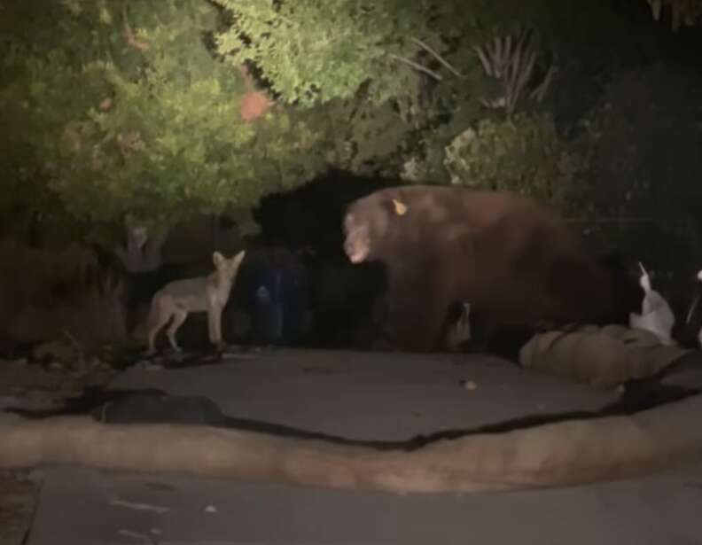 Bear and Coyote together