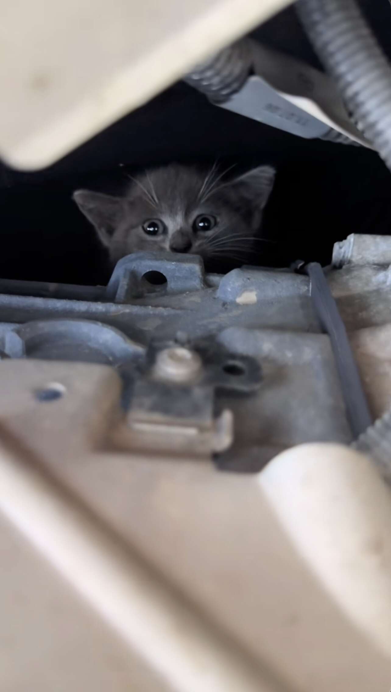 Machanic Crying Mechanic Hears A Faint Cry In Car And Pulls Someone Tiny Out Of The ...