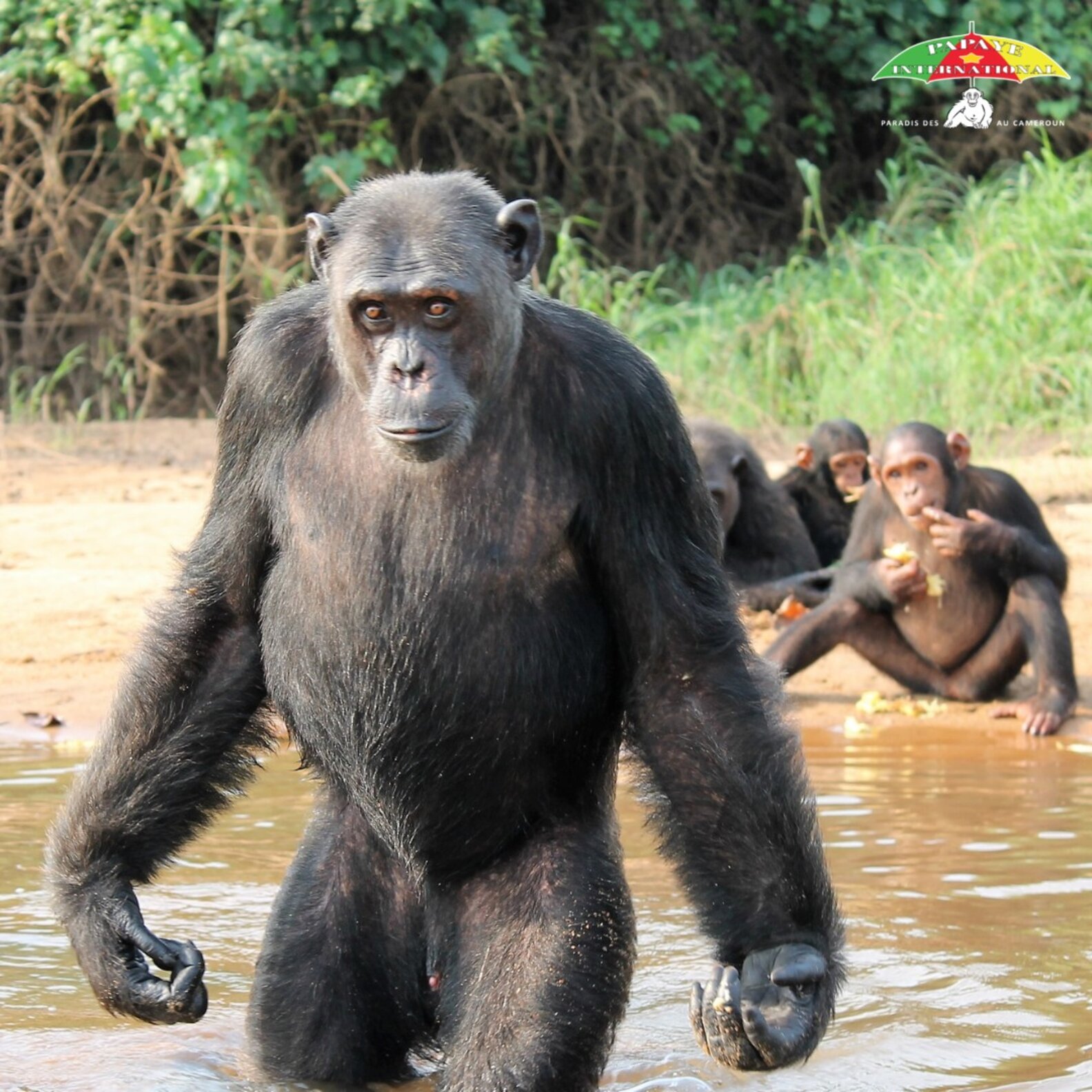 Chimp Life Rescued Chimp Reunites With Man Who Saved His Life And Gives The ...