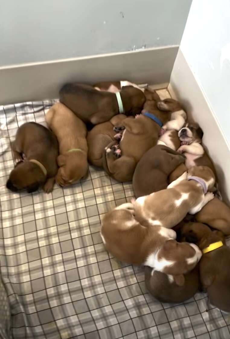 puppies