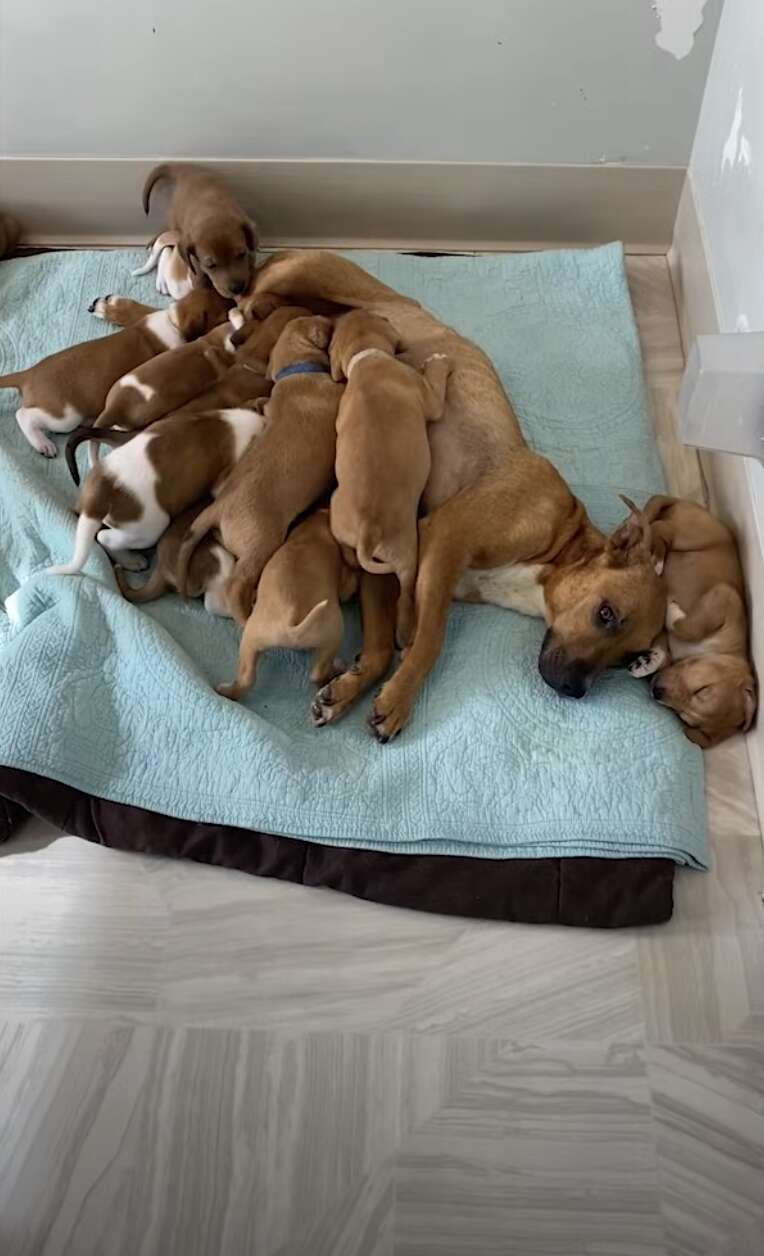 puppies