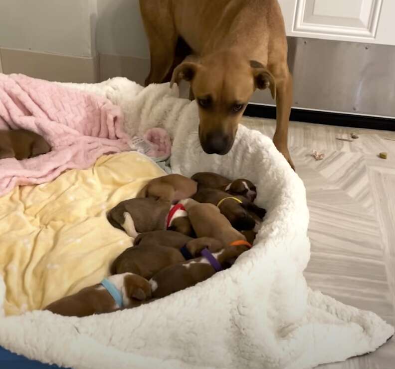 puppies