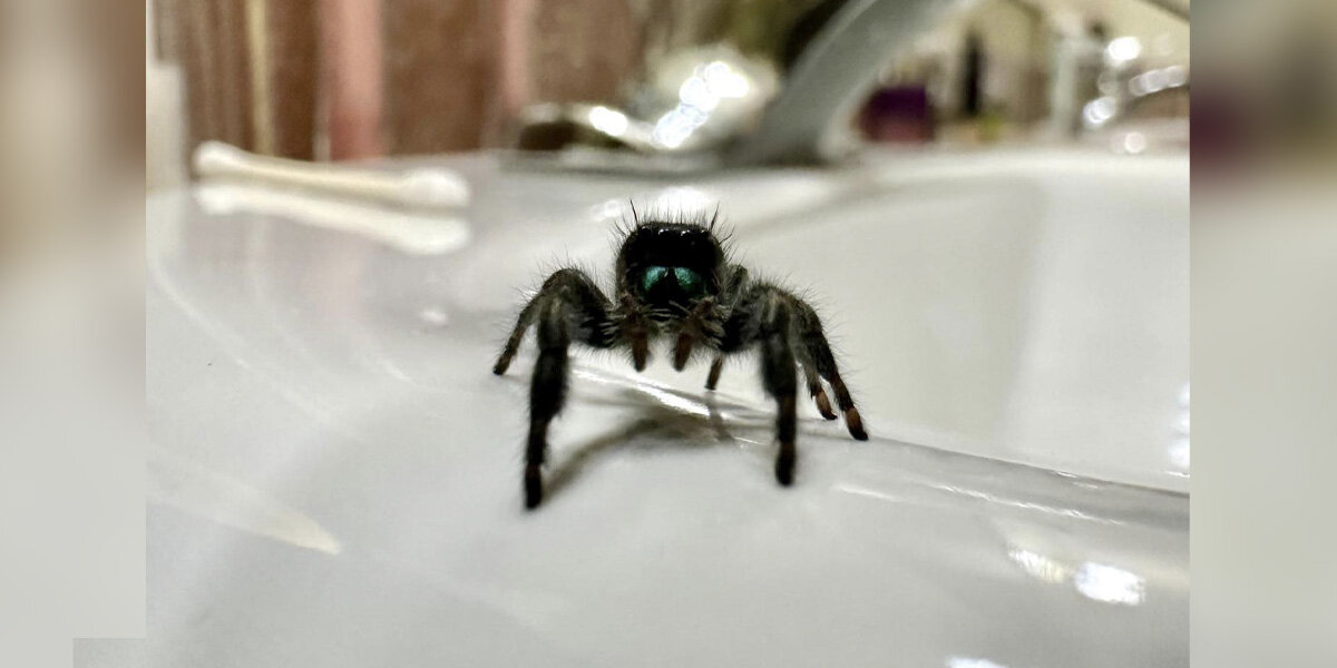 Woman Forms Magical Friendship With A Tiny Spider Living In Her Bathroom - The Dodo - For Animal People