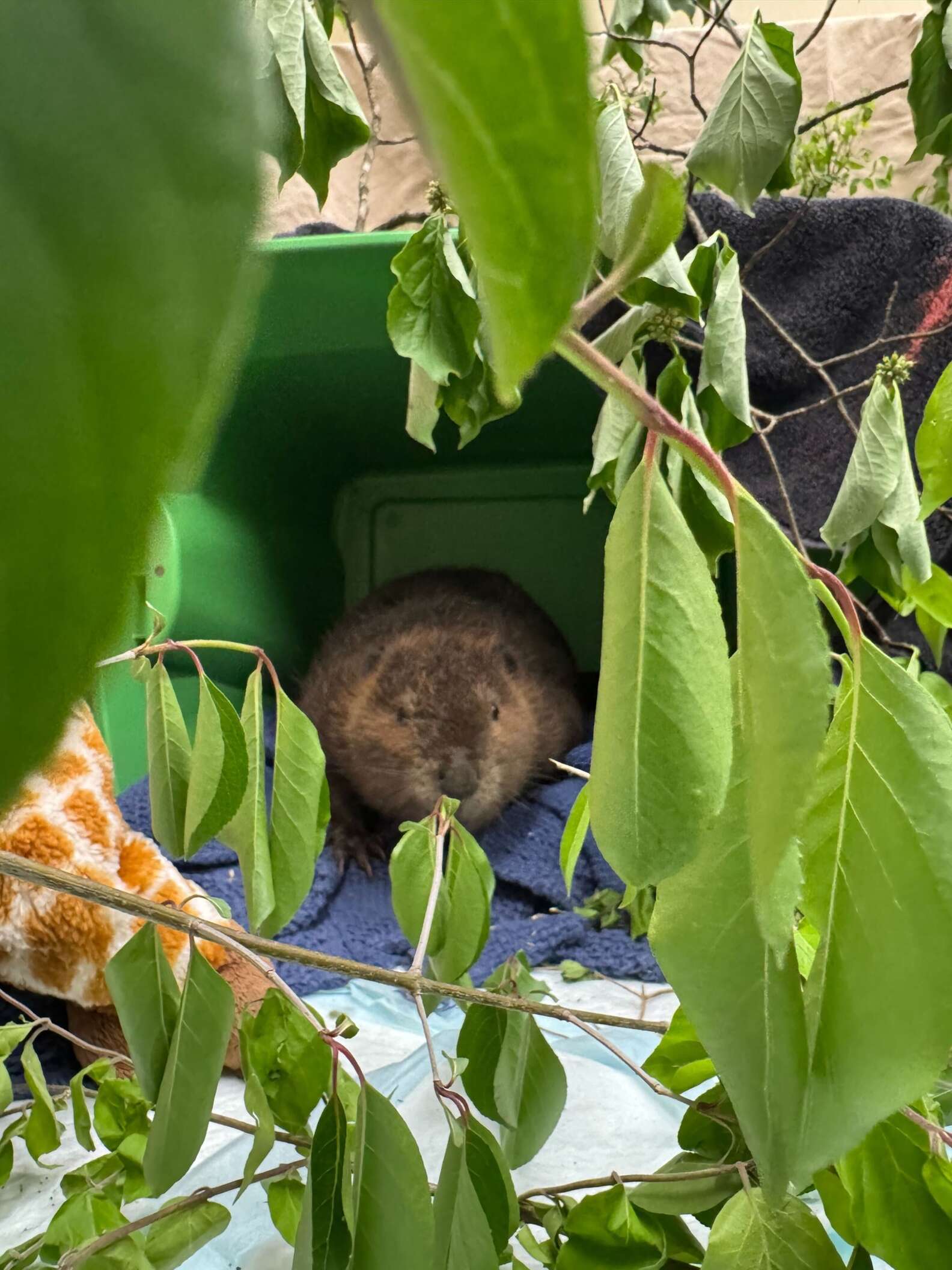 Saved Beaver Grateful Baby Beaver ‘Smiles’ At Her Rescuers After Being Saved - The Dodo
